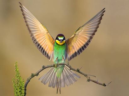 Bird with Wings